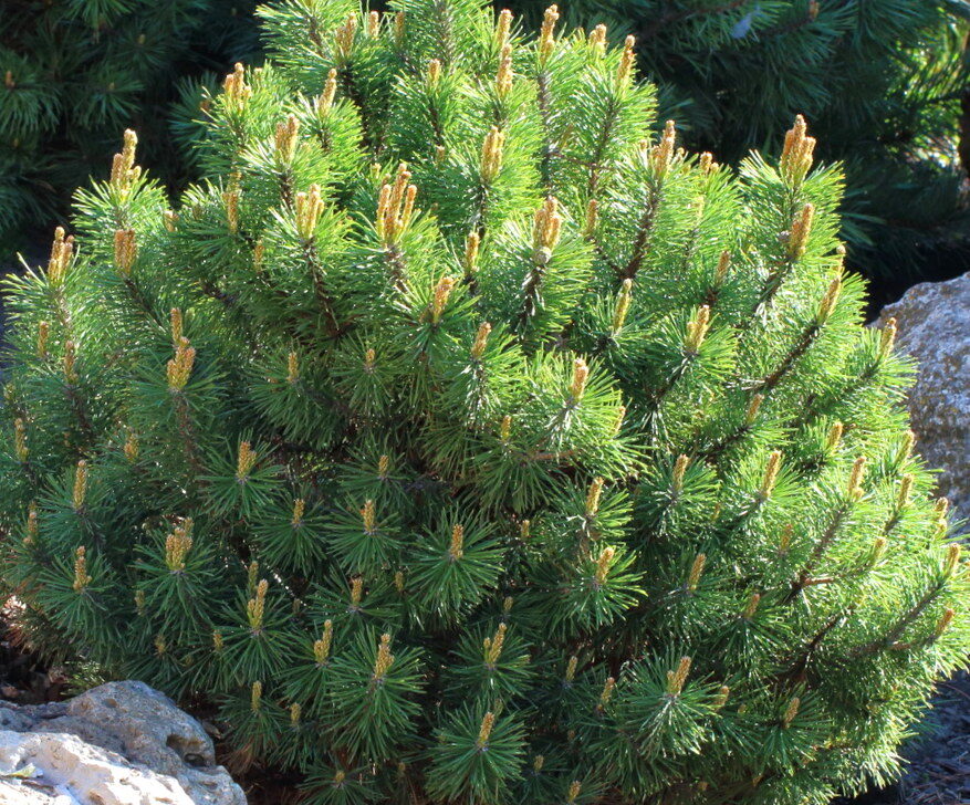 Swiss Mountain Pine Mops /Pinus Mugo Mops/ 