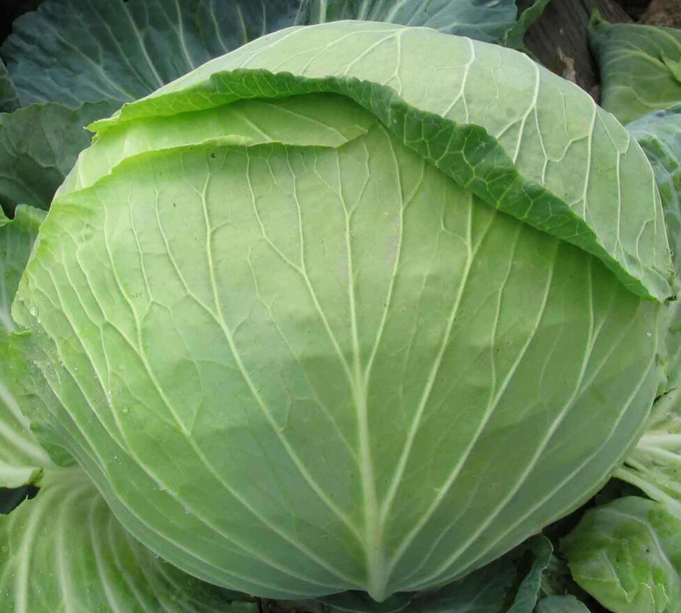 Cabbage Late /Brassica/