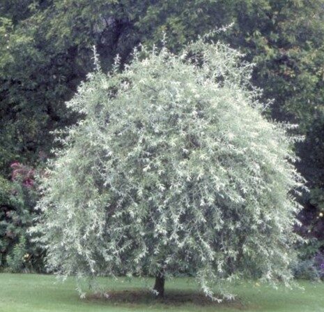 Kārkllapu bumbiere /Pyrus salicifolia/