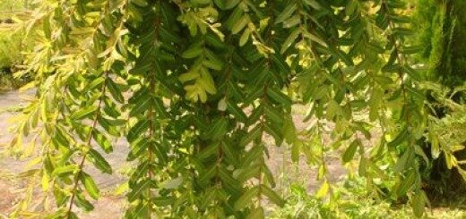  Kārkls gludmalu Pendula /Salix integra 'Pendula'/ 