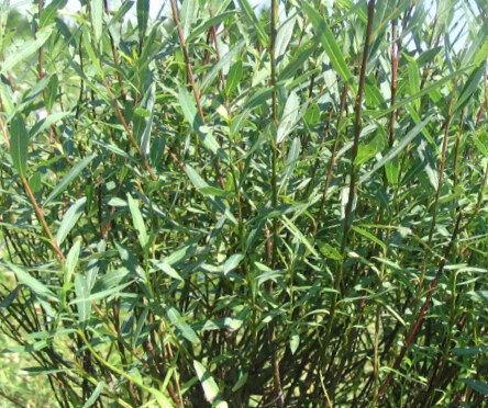 Purple Willow Gracilis /Salix Purpurea Gracilis / 