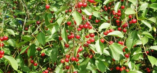 Sour Cherry Latvijas Zemais  /Prunus Cerasus/