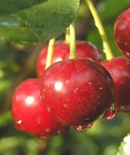 Sour Cherry Pamjat Jeņikejeva /Prunus Cerasus/