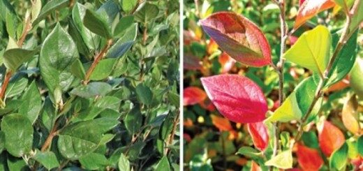 Shiny Cotoneaster /Cotoneaster Lucidus/ 