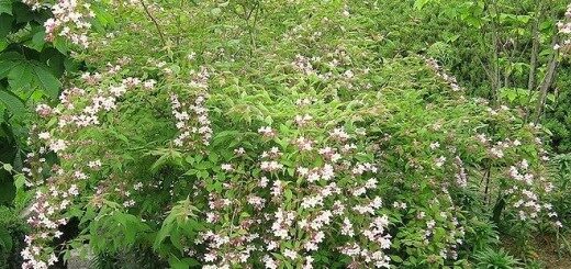 Beauty Bush /Kolkwitzia Amabilis/ 