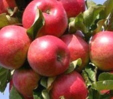 Apple Tree Arbat /Malus/