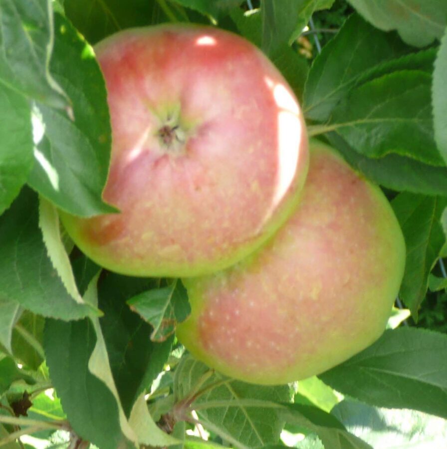 Apple Tree Baiba /Malus/