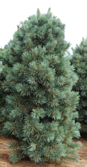  Ciedrupriede Korejas /Pinus koraiensis/ 
