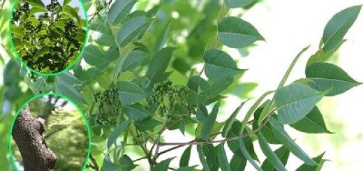 Amur Cork Tree /Phellodendron Amurense/ 