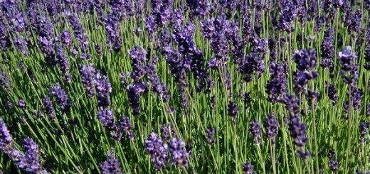 True Lavender /Lavandula Angustifolia/ 