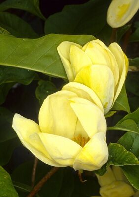 Magnolia Yellow Latern /Magnolia/