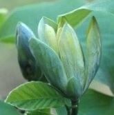 Magnolia Blue Opal / Magnolia/