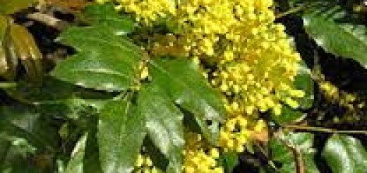 Магония падуболистная /Mahonia aquifolium/