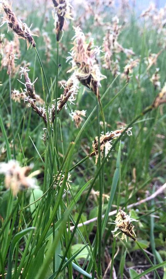 Sweet Grass (Zubrovka) /Hierochloe Odorata/ 