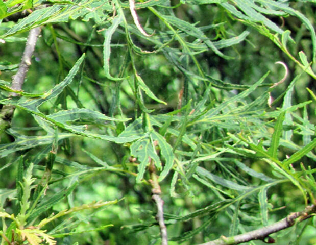 Дуб чере́шчатый, или обыкнове́нный Pectinata  /Quercus robur Pectinata/