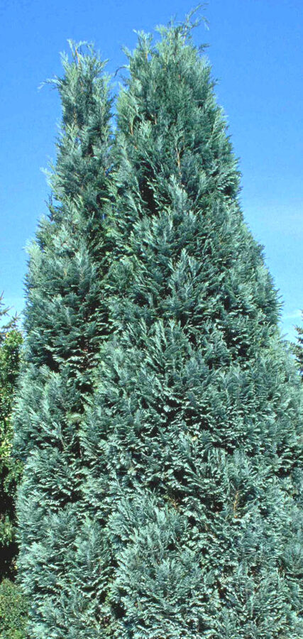 Lawson Cypress Alumii /Chamaecyparis Lawsoniana Alumii/ 
