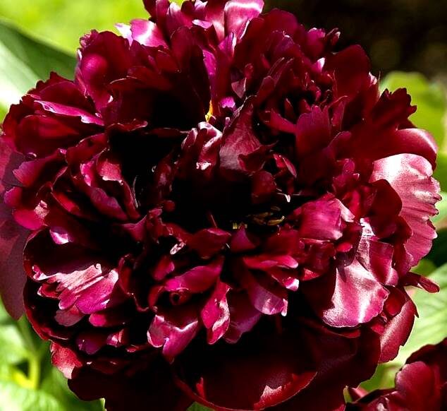 Пион молочноцветковый Black Beauty /Paeonia lactiflora/