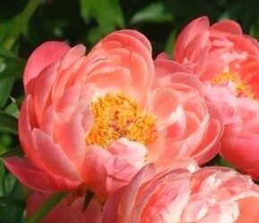 Herbaceous Peony Coral Sunset /Paeonia Herbaceous Hybrid/ 