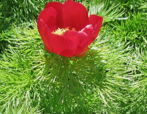  Пион тонколистный /Paeonia tenuifolia/