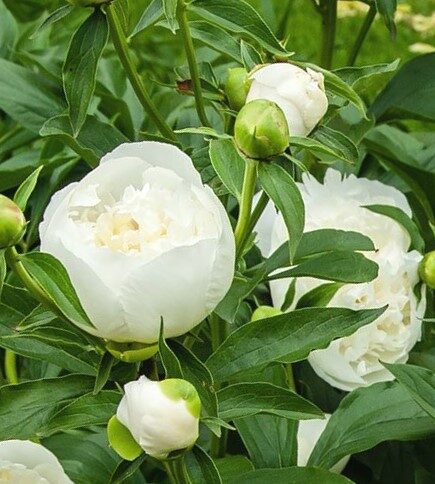 Пион молочноцветковый Duchesse De Nemours /Paeonia lactiflora/ 