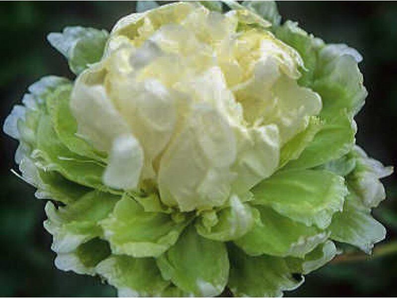 Chinese or common garden peony  Green Halo /Paeonia lactiflora/
