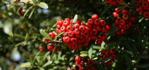 Scarlet Or Red Firethorn /Pyracantha Coccinea/ 