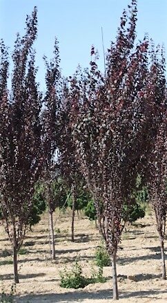 Cherry plum Fastigiata /Prunus cerasifera Fastigiata/