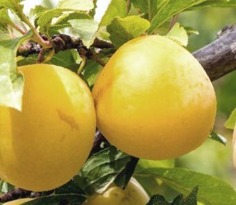 European Plum Latvijas Dzeltenā Olu Plūme (Yellow Egg Plum) /Prunus Domestica/