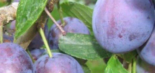 European Plum Perdrigons /Prunus Domestica/