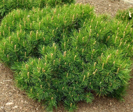 Dwarf Mountain Pine /Pinus Mugo Var Mugo/ 