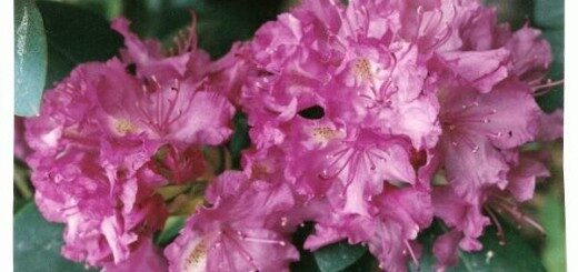 Catawba Rosebay Or Rhododendron /Rhododendron Catawbiense/ 