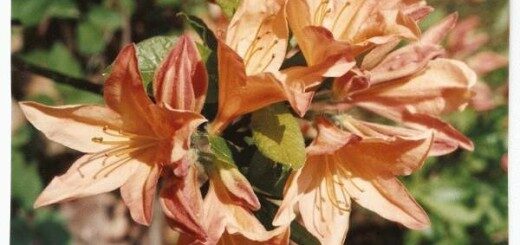  Rododendrs vasarzaļais Japānas/ oranžs /Rhododendron japonicum/ 