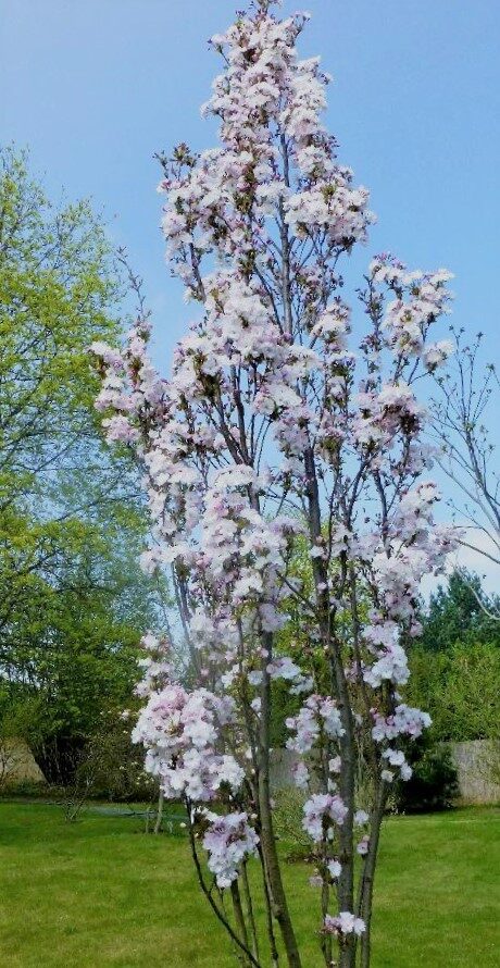 Sakura Amanogawa /Prunus serrulata/