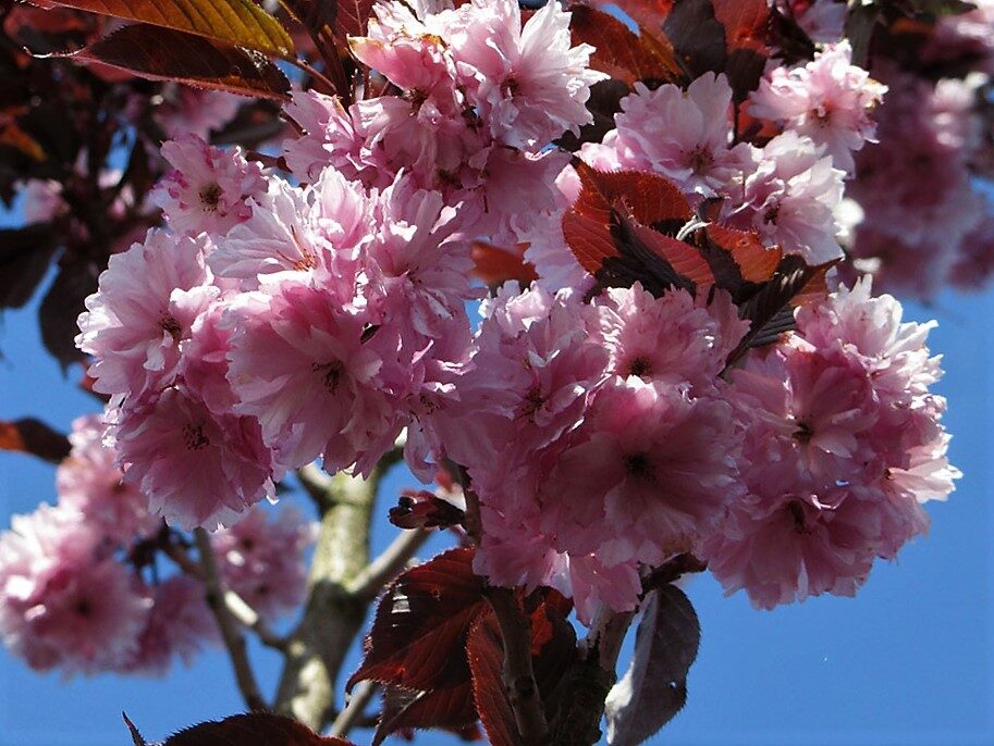 Sakura Royal Burgundy /Prunus serrulata/
