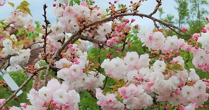 Sakura Shimidsu /Prunus serrulata/