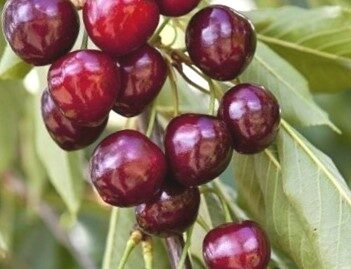 Ķirsis saldais Sylvia /Prunus avium/