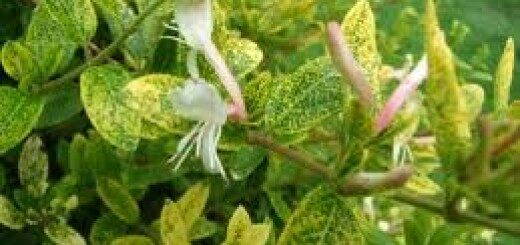  Sausserdis Japānas Aureoreticulata /Lonicera japonicaAureoreticulata/ 