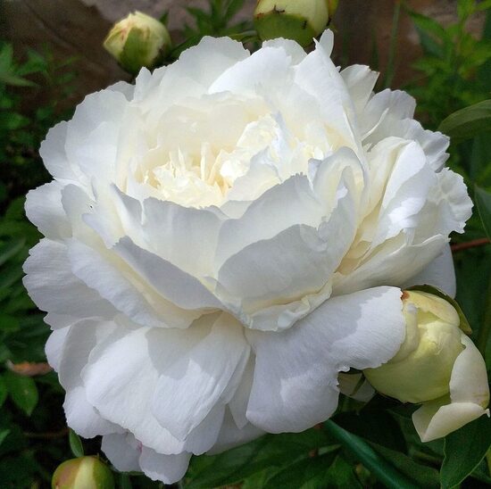 Peonija pienziedu Ann Cousins /Paeonia lactiflora/