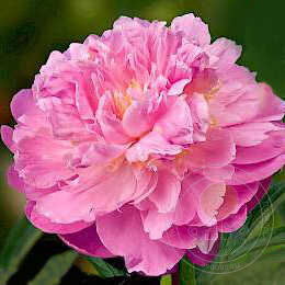 Peonija pienziedu Bella Donna /Paeonia lactiflora/