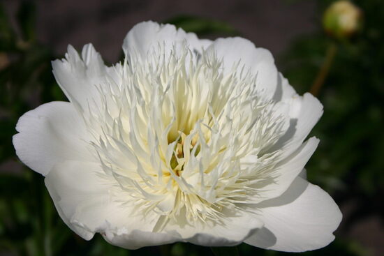 Peonija pienziedu Brides Dream /Paeonia lactiflora/