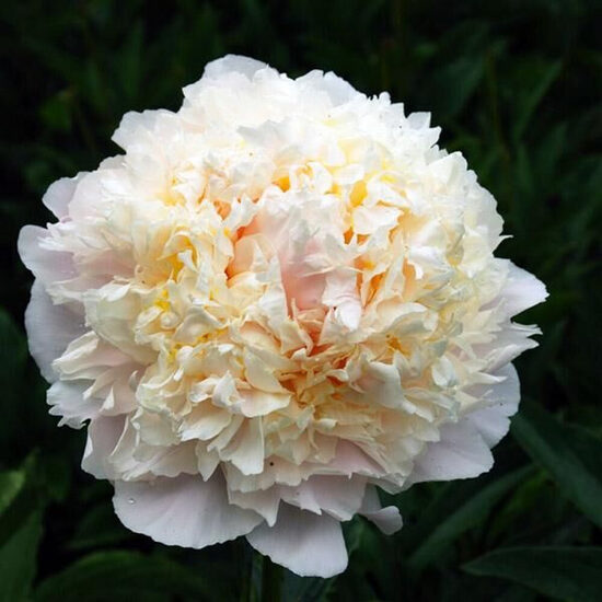 Peonija pienziedu Cheddar Cheese /Paeonia lactiflora/