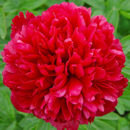 Peonija pienziedu Delawere Chief /Paeonia lactiflora/