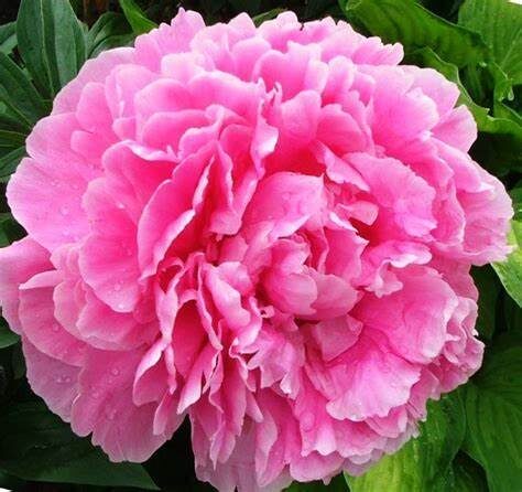 Peonija pienziedu Early Flamingo /Paeonia lactiflora/