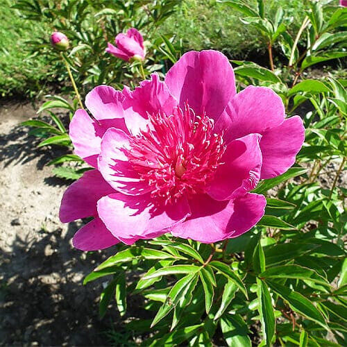 Peonija pienziedu Easy Lavender /Paeonia lactiflora/