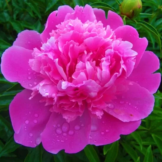 Peonija pienziedu Edulis Superba /Paeonia lactiflora/