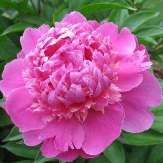 Peonija pienziedu Edulis Supreme /Paeonia lactiflora/