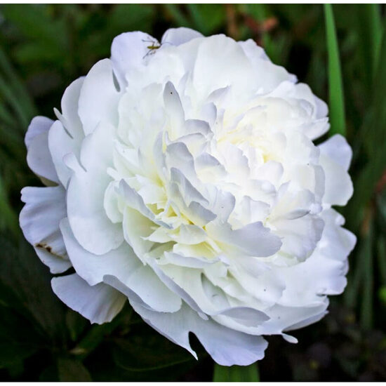 Peonija pienziedu Elza Sass /Paeonia lactiflora/