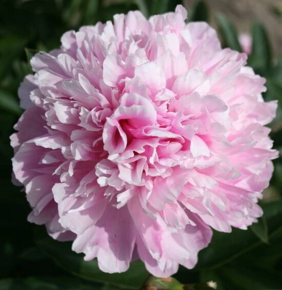 Peonija pienziedu Gayborder June /Paeonia lactiflora/