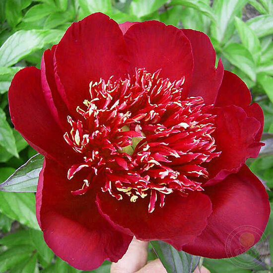 Peonija pienziedu Hari Ai Nin /Paeonia lactiflora/