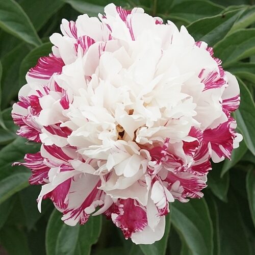 Peonija pienziedu Independence Day /Paeonia lactiflora/